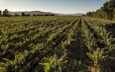 Panorámica de viñedos