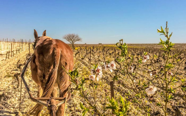 En estas viña se trabaja con tracción animal 