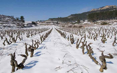 Viñas nevadas