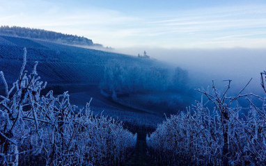 Weingut Nägelsförst