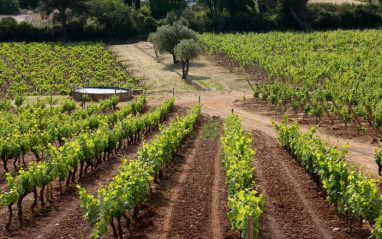 Las viñas en verano