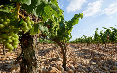 Viñas que son la esencia de Tejo