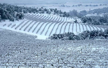 Viñedo nevado