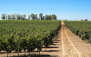 Viñedos