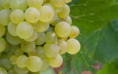 Detalle de la Sauvignon blanc