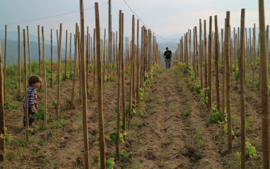 Vignoble