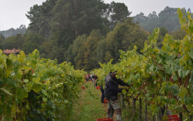 Vendimia en Rías Baixas