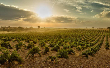 Atardecer sobre el viñedo