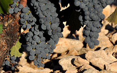 Uvas de Bodega Olivares