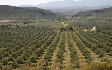 Vista general de la finca de Oro del Desierto