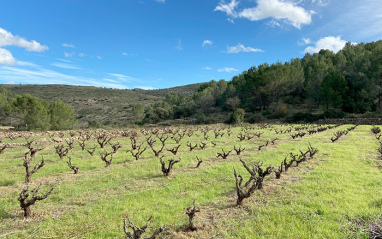 Viñedo de Oscar Mestre