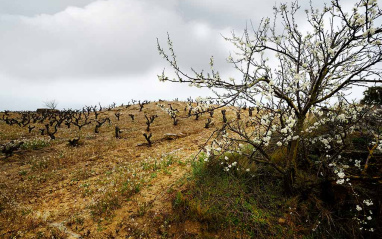 Florecimiento