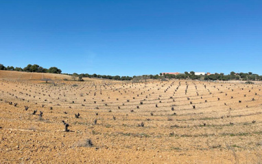 Campo donde se asienta el viñedo