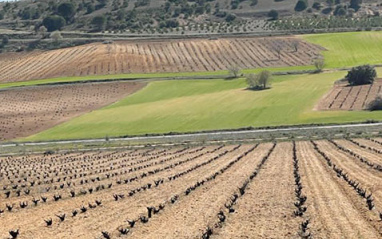 Vista del viñedo y sus alrededores