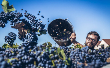 Uvas siendo recogidas