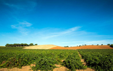 Paisaje vinícola