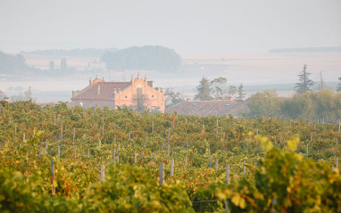 Vista de viñedo y caserío al fondo