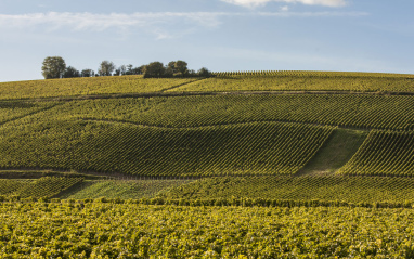 Vista de uno de los viñedos de Pascal Jolivet