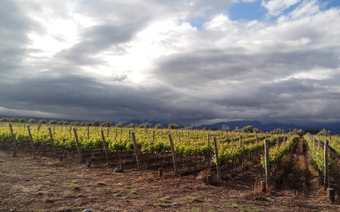 Le vignoble de Passion de los Andes