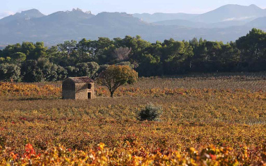 Viñedo en otoño