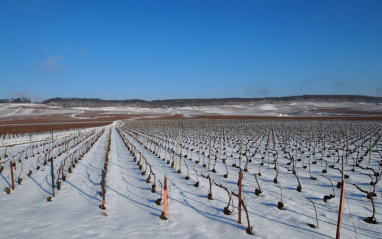 Viñedo en invierno