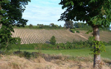 Paisaje de viñedos