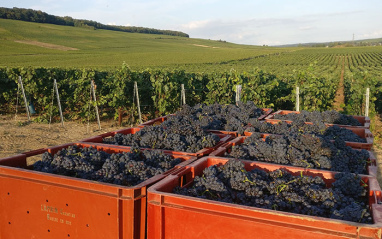 Cosecha de Pinot noir