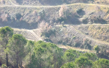 Viñedos en bancales al fondo