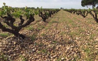 Viñedos sobre suelo pedregoso