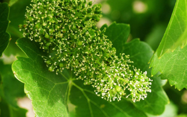 Detalle de la floración