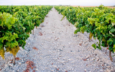 Suelos de albariza