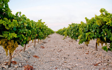 Cepas en suelos de albariza