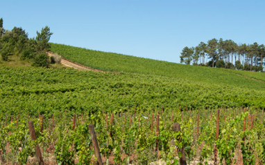 Los viñedos de Quinta do Encontro.