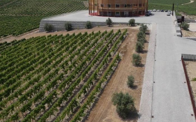 Quinta do Encontro cultiva las variedades clásicas de esta región.