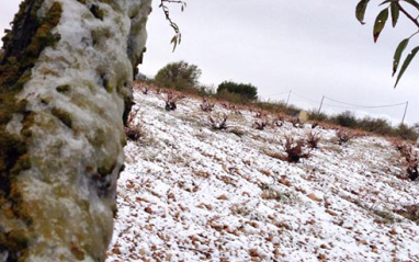 Viñas nevadas