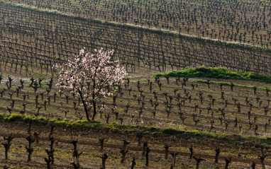 Viñas