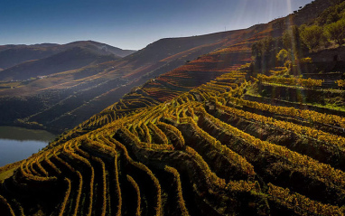 Viñedos en Douro