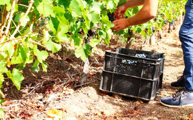 Vendimiando en cajas pequeñas