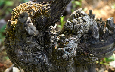 El respeto a la naturaleza es uno de los pilares de Régis Poissinet  