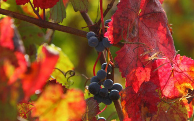 Detalle de las uvas