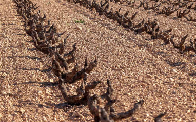 Característicos suelos marrones de la zona