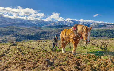 Trabajando con caballeriza