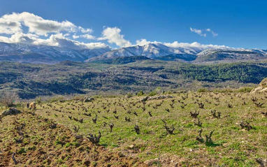 Viñedo