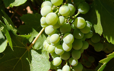 Verdejo