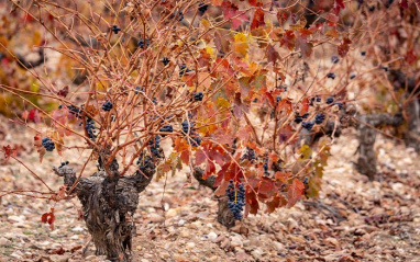 Vides del viñedo Salomón, en Fuentecén