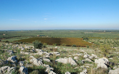 El viñedo de Rivera se expande en terreno llano en la zona de Salento