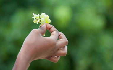 Pequeños brotes