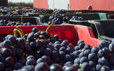 Uvas antes de la vinificación