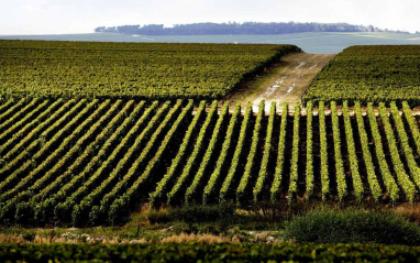 Viñedos en Reims