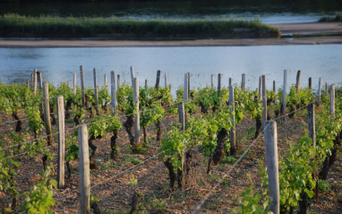 Viñas junto al río Loira